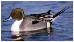 A Pintail, just like Myfanwy