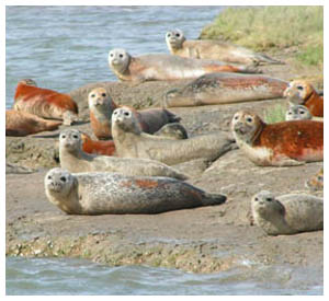 Rusty Seals